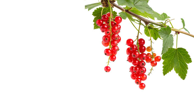 Fresh red currants hanging from a branch isolated on transparent background