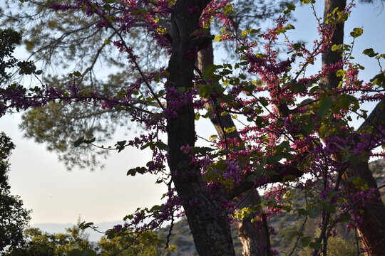 Vibrant purple blossoms of a Judas tree (Cercis siliquastrum) against a soft afternoon sky