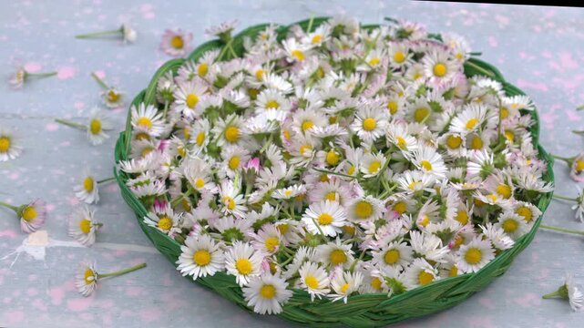 Video Daisies Basket Flowers: White daisies fill in green wicker basket