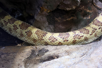 Fototapeta premium Yellow and brown patterned snake resting on rocky surface in a natural habitat, showcasing scales and texture in a close-up view