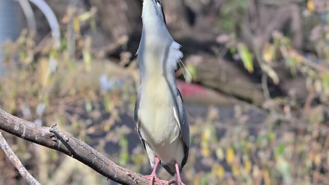 Black-crowned Night Heron swallowing fish while perched on branch