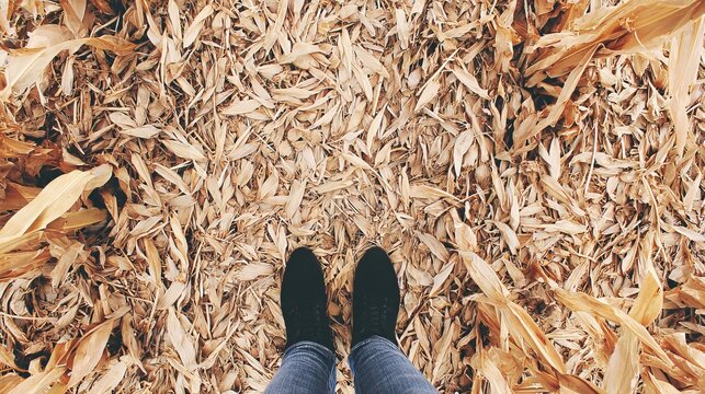 Top view person standing on dry corn leaves harvested field agriculture texture rural ground surface seasonal farm landscape autumn crop residue background concept
