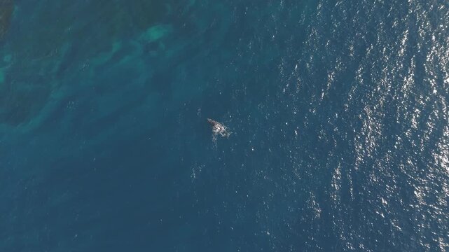 Cinematic drone footage descends for a dramatic close up of a majestic humpback whale before the massive creature arches its back and disappears into the deep blue depths of the ocean