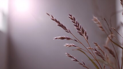 Obraz premium Delicate dried wheat stalks glowing against a soft luminous background illuminated by a natural sun flare