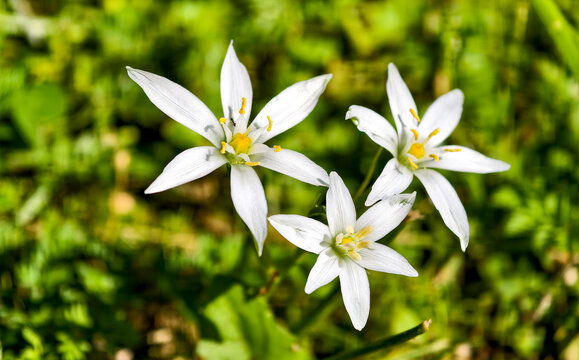 Flowers bloom on a green field in spring with white petals and yellow centers attracting bees and insects