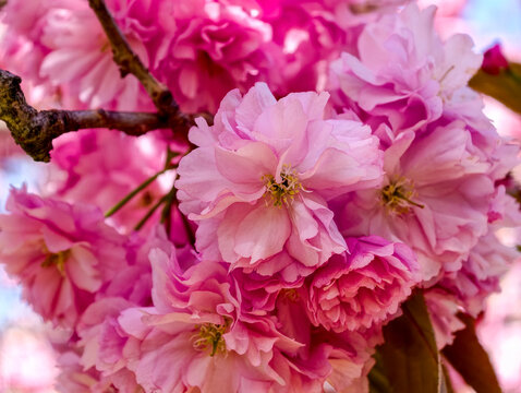 Spring blooms show vibrant pink flowers on cherry tree branches in a sunny park setting during the afternoon hours
