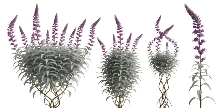 Set of 4 Flowering Russian Sage Purple Bushes Isolated on White for Landscape Architecture
