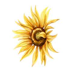 Watercolor object yellow sunflower side view. Hand srawn botanical flower clip art isolated from background. For greeting cards, autumn decor, creating patterns, scrapbooking and packaging © Yulia Kapura