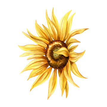 Watercolor object yellow sunflower side view. Hand srawn botanical flower clip art isolated from background. For greeting cards, autumn decor, creating patterns, scrapbooking and packaging