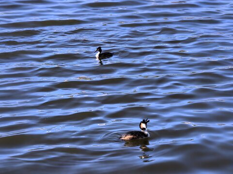 Two great crested grebes swimming on the blue water of a lake. Pair of aquatic birds in the wild, nature background with waterfowl and ripples on the water surface.