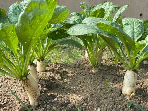 A high angle view captures multiple organic white Daikon radish Raphanus sativus roots growing in dark garden soil, showcasing the clear spacing and harvest-ready crop quality.