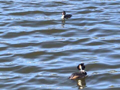 Two great crested grebes swimming on the blue water of a lake. Pair of aquatic birds in the wild, nature background with waterfowl and ripples on the water surface.