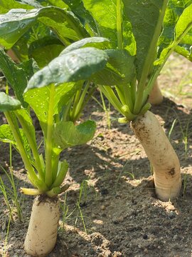 A high angle view shows organic white Daikon radish Raphanus sativus roots growing in a garden row, suitable for agriculture education and healthy food sourcing concepts.