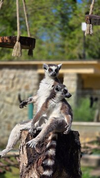 ring tailed lemur in debrecen zoo