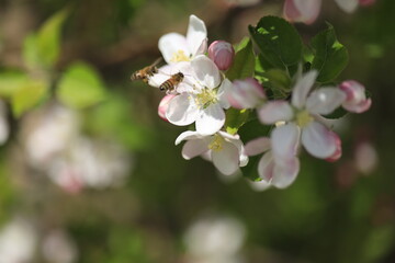 Fototapeta premium Honey bee collecting pollen from a blooming fruit tree flower