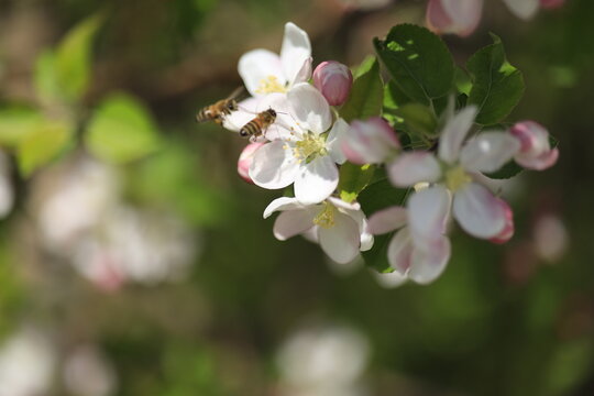 Honey bee collecting pollen from a blooming fruit tree flower