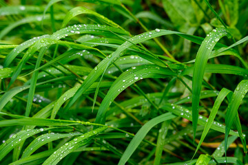 雨粒が光る新緑の草葉 © Wakko