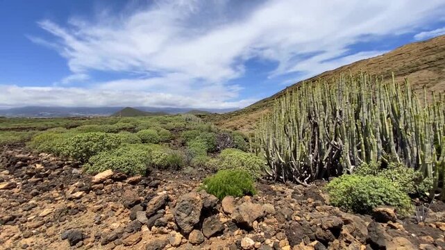 Montana Pelada natural park landscape with Euphorbia canariensis or Cardon canario cactus plant in the foreground. Tenerife,Canary Islands,Spain,4K