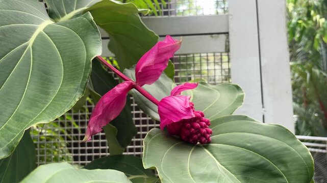 A close-up view of the striking Medinilla magnifica, showcasing its beautiful, bright pink flower bracts and developing berry-like buds. This tropical plant, also known as Rose Grape.