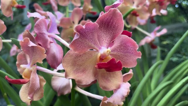 A close-up view of vibrant Vanda orchids showcasing their unique pink and peach speckled petals with striking red lips. These exotic flowers bloom beautifully in a lush garden setting.