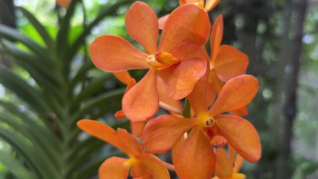 A close-up view of beautiful, bright orange Aranda Omyai orchids in full bloom. The striking flowers stand out against a softly blurred green foliage background, showcasing nature's vibrant beauty.