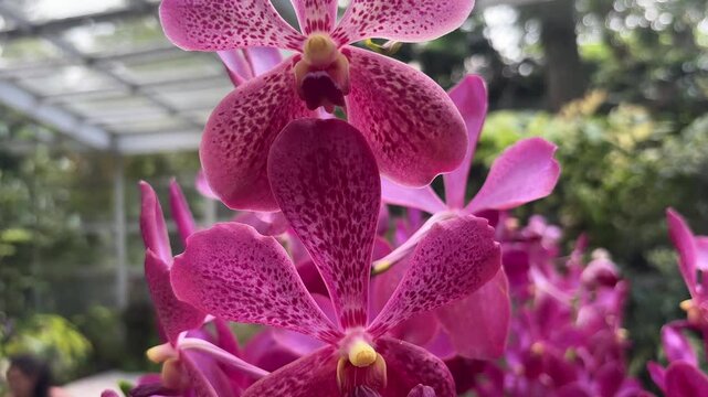 A stunning close-up of vibrant Aranda BandarayaKU orchids blooming in a tropical garden. Their deep pink petals with speckled patterns create a beautiful, eye-catching display.