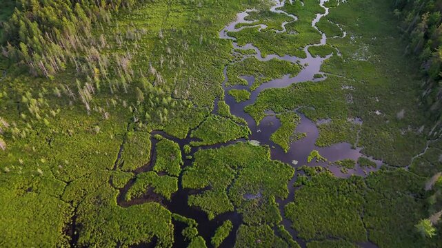 Aerial view of a winding river carving through a vibrant green marshland, bordered by a dense, dark forest casting long shadows, Wilmington, New York, United States.