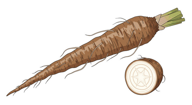 Fresh salsify root with its elongated, tapered shape and a cross-section revealing its white interior, a unique and earthy root vegetable.