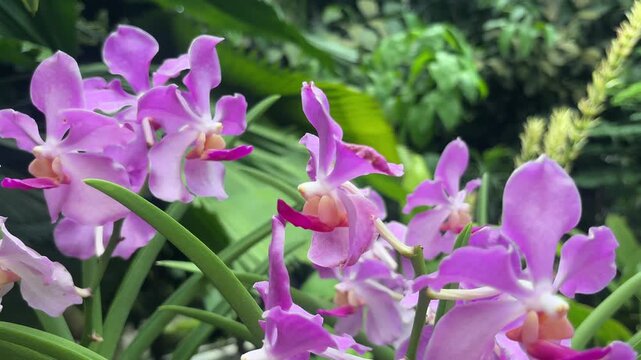 A close-up view of beautiful Papilionanda Henecia Kim HyunJoong orchids in full bloom. Their vibrant purple-pink petals stand out against a lush green tropical background.