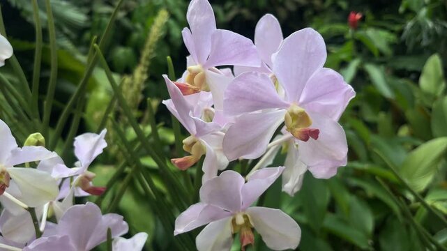Close-up of delicate light purple Papilionanda Pure Heart orchids swaying gently in a lush tropical garden. Beautiful floral background with green foliage.