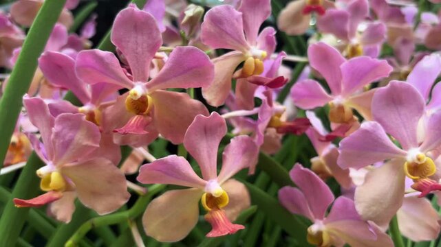 Close-up shot of stunning Papilionanda Tan Chay Yan orchids in full bloom. These beautiful pink and peach-colored flowers showcase their intricate details and vibrant yellow-red lips.