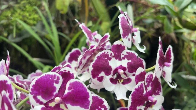 A close-up view of beautiful Doritaenopsis orchids showcasing their striking purple and white patterned petals in a lush green garden setting.