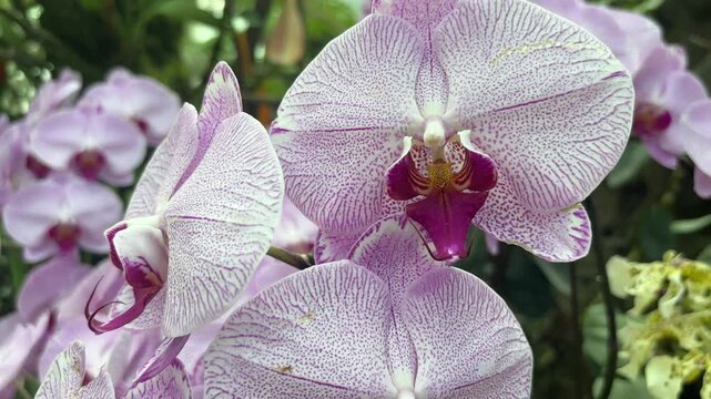 A detailed close-up shot of multiple Phalaenopsis orchids displaying their delicate petals with distinctive purple veins and speckles against a soft green background.