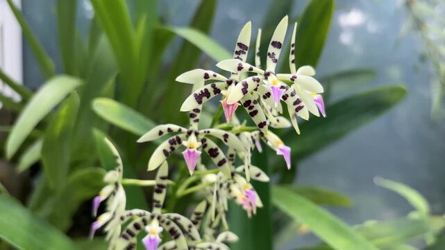 A close-up view of delicate Prosthechea prismatocarpa orchid flowers, showcasing their distinctive cream-colored petals with dark black spots and vibrant pink lips.