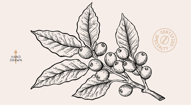 Botanical illustration, eco, organic specialty cafe branding. Vintage coffee branch bean plant sketch. Coffee plant bean branch identity. Bean branch plant coffee sketch graphic. Vector Illustration