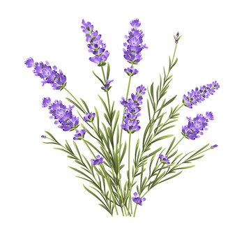Elegant purple lavender bouquet on white, vector illustration