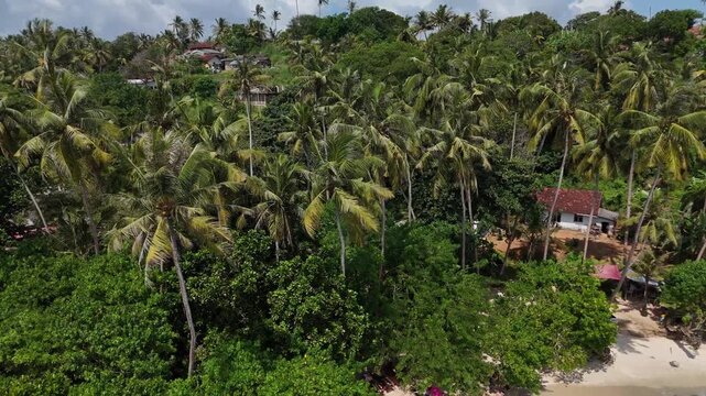 Drone shot of a thick forest canopy featuring various tropical trees and palms. Mirissa, Sri Lanka