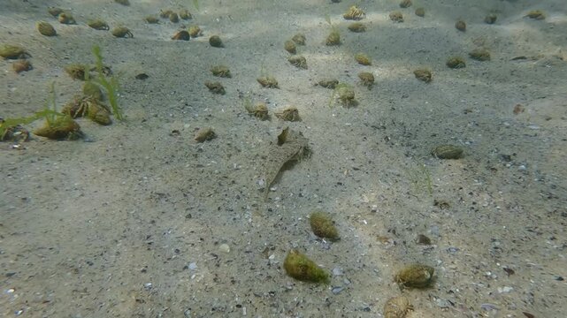Female Dragonet fish quickly swims above many small hermit crabs running on sandy bottom, Slow motion, Back view, Marine life in sandy shallows