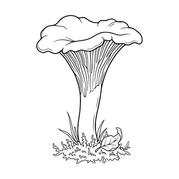 Cantharellus cibarius chanterelle mushroom forest ground line art for wild harvest packaging
