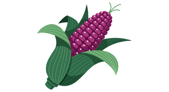 Single vibrant purple corn on the cob, partially covered by green husks, showcasing a unique and healthy cereal grain with striking color.