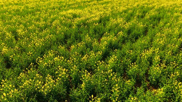 Low altitude drone flight over rapeseed rows with yellow blossoms and green foliage patterns. Organic farming environment connected to renewable energy crops and sustainable agriculture. Spring season