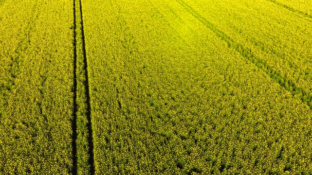 High altitude aerial of expansive rapeseed field with parallel tracks cutting through blooming yellow surface. Industrial farming concept linked to biofuel supply and agricultural economy. Minimalist