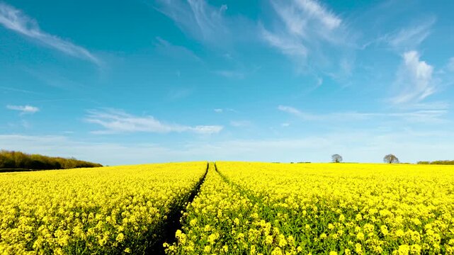 POV tractor driving through blooming rapeseed field treating flowering canola crops for higher yield. Parallel tracks running across yellow agricultural plantation toward horizon with trees and blue
