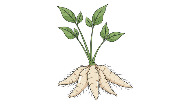 Young cassava plant with green leaves and a cluster of developing white roots, illustrating the growth of this important starchy tuber.