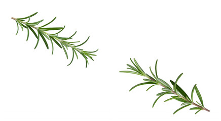 Fototapeta premium Fresh Rosemary Sprigs With Transparent Background 