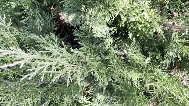 Lush green thuja branches swaying gently in a spring garden