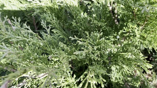 Dense evergreen foliage texture