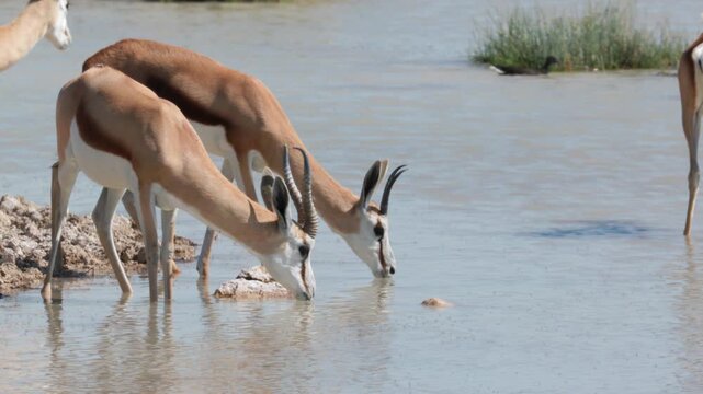 a herd of springbok drink from charitsaub waterhole at etosha national park in namibia, africa