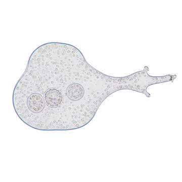 Microscopic amoeba with internal structures and pseudopods isolated on a transparent background