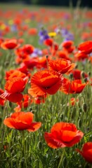Obraz premium Vibrant Red Poppies Blooming in a Sunlit Field